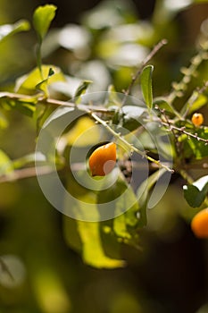 Soft and beautiful environment on sunny summer day with blur background. Selective focus of a small orange fruit on green plant.