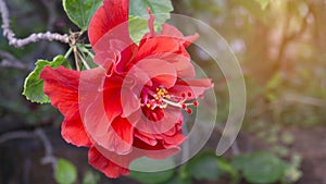 Soft beautiful red petals cover around stamen and pistil of red Hawaiian hibiscus or called in other name are Shoe flower, Chinese