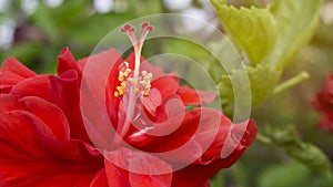Soft beautiful red petals cover around stamen and pistil of red Hawaiian hibiscus or called in other name are Shoe flower, Chinese