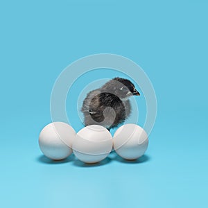 A soft black little chicken stands behind three white eggs on a blue background