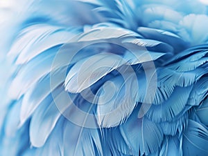 Soft blue feathers texture close-up