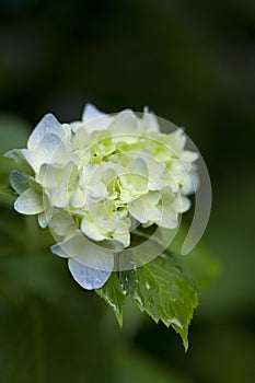 Soft blue flowers hydrangea