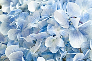 Soft blue Hortensia flower