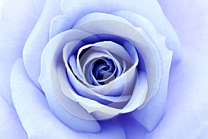 Soft blue rose