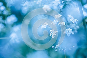 Soft blue spring background with wildflowers