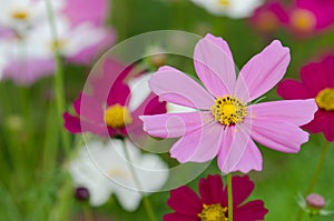 Soft blur Cosmos flower Cosmos Bipinnatus under sunlight with