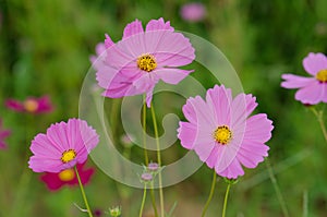 Soft blur Cosmos flower Cosmos Bipinnatus under sunlight with