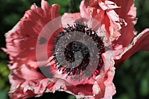 Soft blur pink Anemone flower