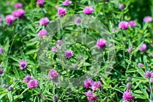 A soft blur. Pink clover flowers against a green summer meadow. Natural background.