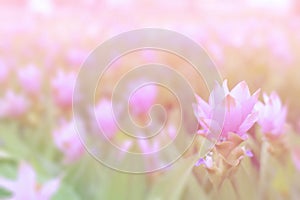 Soft blur pink siam tulip flower Krachai flower on green background in the garden.