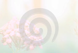 Soft blur spike flower abstract background with pastel color filter