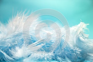 soft and blur style Pastel blue turquoise colored of chicken feathers on blue background, copy space