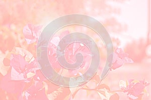 Soft blurred abstract pink flower petals background