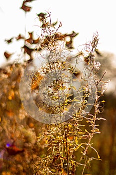 Soft blurred background with a view of dried field plants