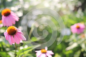 Soft Blurred Bokeh Background of Purple Coneflower Flowers in Garden