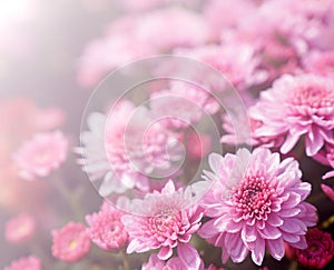 Soft blurred Chrysanthemum Gompie Pink flower for background