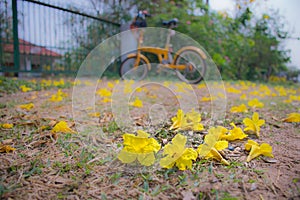 Soft blurred and soft focus of Silver trumpet tree, Tree of gold, Paraguayan silver trumpet tree, fall on the ground photo