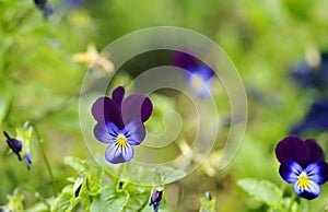 Soft blurred green background border violets
