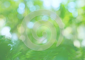 Soft blurred green leaves background