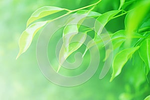 Soft blurred green leaves background