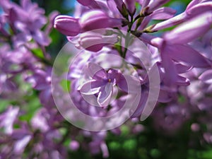 Soft blurred macro focus of pink lilac Syringa microphylla flowers on blurred bush. Spring bloom on a sunny day.