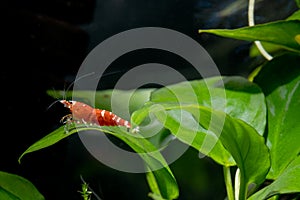 Soft blurred red galaxy dwarf shrimp stay on green leaf of aquatic plant with dark background in freshwater aquarium tank