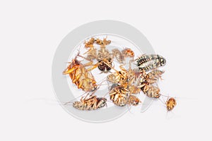 The soft blurred and soft focus of cockroaches, Blattodea, Blattaria, Dictyoptera, on the white background.