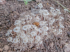 The soft blurred and soft focus the natural Termitomyces microcarpu,mushroom on the ground with the natural light