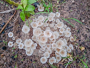 The soft blurred and soft focus the natural Termitomyces microcarpu,mushroom on the ground with the natural light