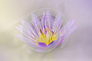 Soft blurred sweet background violet purple lotus