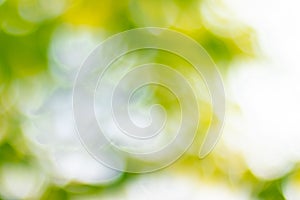 Soft blurred sweet green bokeh nature abstract background