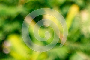 Soft blurred sweet green glitter bokeh nature abstract background