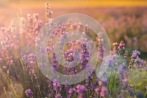 Soft and blurry focus of lavender flowers under the sunrise light. Natural field closeup background in Provence, France.