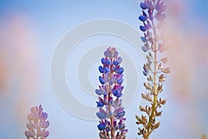 Soft and bright violet and blue lupin or bluebonnet flowers enjoy warm and cozy summer evening