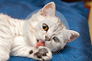 Soft British cat with orange eyes licks paw pink tongue