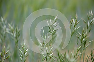 Soft brome Bromus hordeaceus in a field - Bull grass, Soft cheat, Soft chess