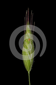 Soft Brome Bromus hordeaceus. Spikelet Closeup