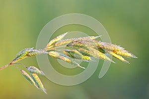 Soft brome culm