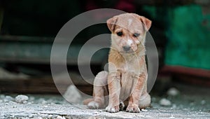 A soft brown color Cute Puppy Sitting with copyspace on the left. small cute puppy dog looking front, Indian street dog puppy