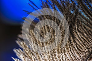 A soft brown feather on blue background