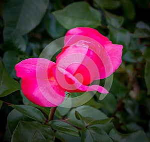 Soft, budding red rose in garden in Portland, Oregon.CR3