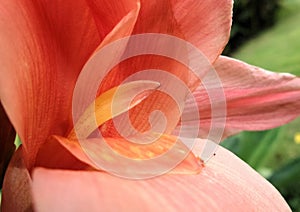 Soft Canna flower pedals