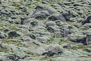 Soft carpet of moss covered stones in Iceland, in summer, vintage effect with some grain