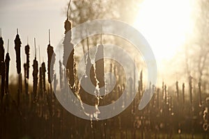 Soft Cattails Beautiful Wildlife Plant Travel Wild Nature Purity Distaff Magical Sunset Sky Background Natural Beauty Magic