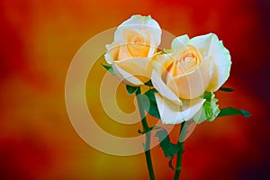 Soft champagne or peach color roses on dark abstract background