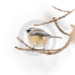 Soft chickadee perching on a branch, closeup detail in feathers