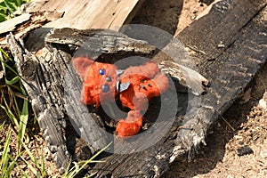 Soft children's toy ginger kitten among the burnt-out remains of a house due to the bombing. Mutilated war childhood