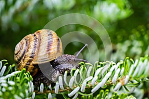 Soft close-up of beautiful Helix pomatia, Roman snail, Burgundy snail on silver needles of Abies koreana Silberlocke