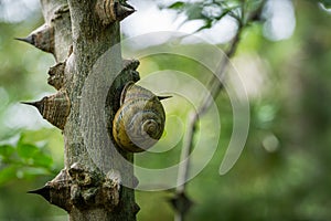 Soft close-up of beautiful Helix pomatia, Roman snail, Burgundy snail on spiny Tree Trunk of Zanthoxylum americanum, Prickly ash