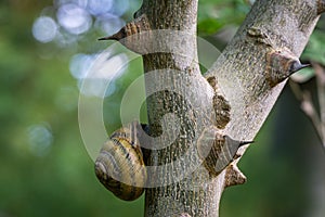 Soft close-up of beautiful Helix pomatia, Roman snail, Burgundy snail on spiny Tree Trunk of Zanthoxylum americanum, Prickly ash
